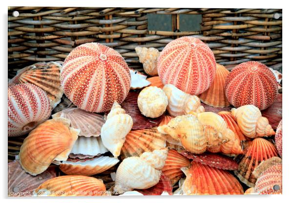 Seashells and Urchins. Acrylic by john hill
