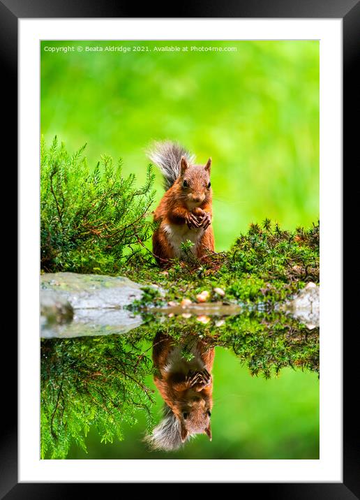 Red Squirrel (Sciurus vulgaris) Framed Mounted Print by Beata Aldridge