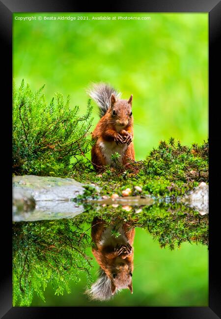Red Squirrel (Sciurus vulgaris) Framed Print by Beata Aldridge