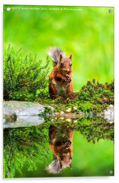 Red Squirrel (Sciurus vulgaris) Acrylic by Beata Aldridge