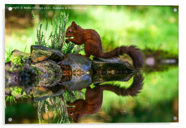 Red Squirrel (Sciurus vulgaris) Acrylic by Beata Aldridge