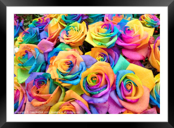 Colourful bunch of roses Framed Mounted Print by Giles Rocholl