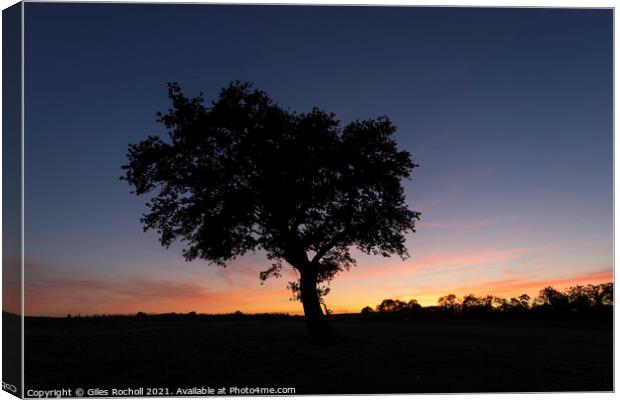 Lone tree in a field Canvas Print by Giles Rocholl