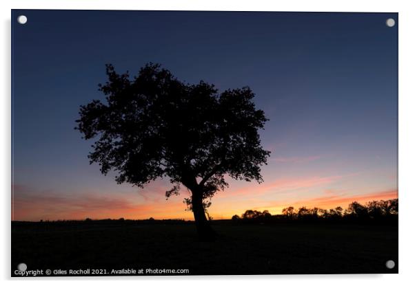 Lone tree in a field Acrylic by Giles Rocholl