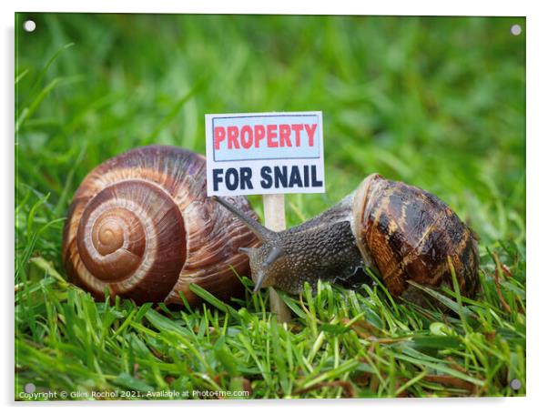 Animal snail humour Acrylic by Giles Rocholl