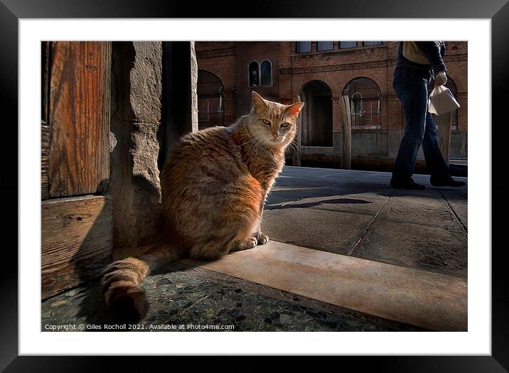 Cat Venice Italy Framed Mounted Print by Giles Rocholl