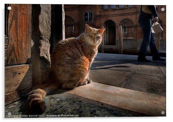 Cat Venice Italy Acrylic by Giles Rocholl