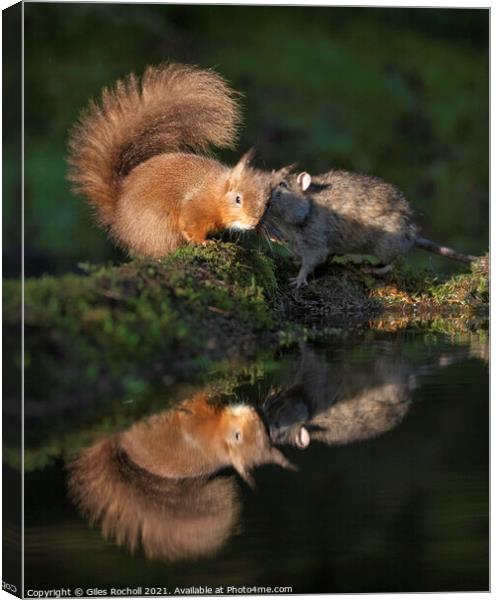 Red squirrel and rat playing Canvas Print by Giles Rocholl