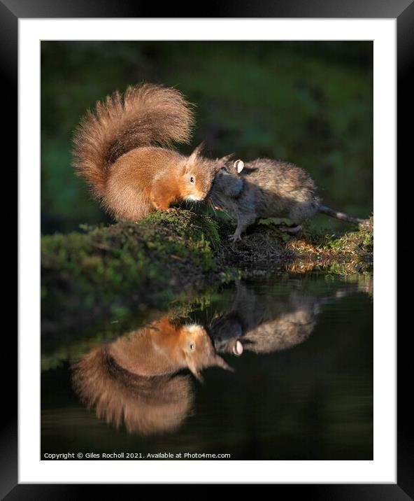 Red squirrel and rat playing Framed Mounted Print by Giles Rocholl