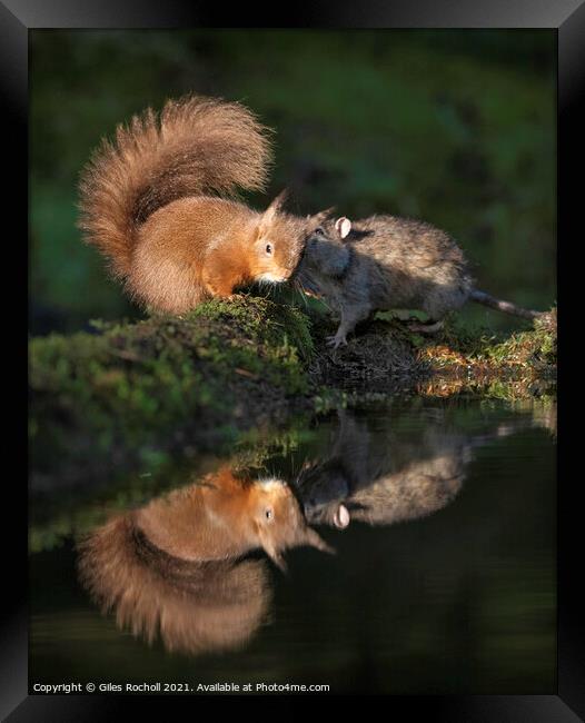 Red squirrel and rat playing Framed Print by Giles Rocholl