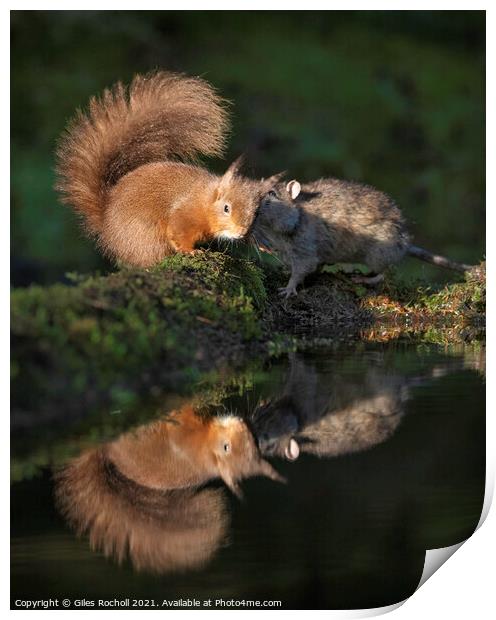 Red squirrel and rat playing Print by Giles Rocholl