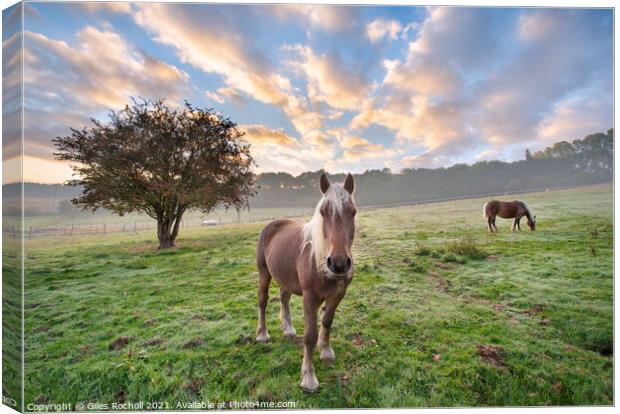 Beautiful horses with tree in field Canvas Print by Giles Rocholl