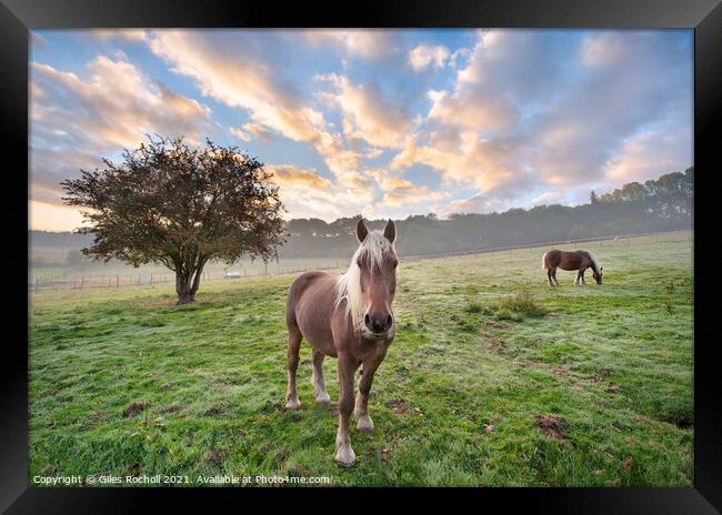 Beautiful horses with tree in field Framed Print by Giles Rocholl