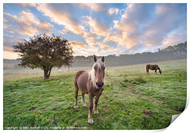 Beautiful horses with tree in field Print by Giles Rocholl