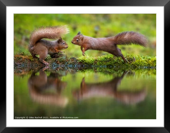 Red squirrels playing Yorkshire Framed Mounted Print by Giles Rocholl
