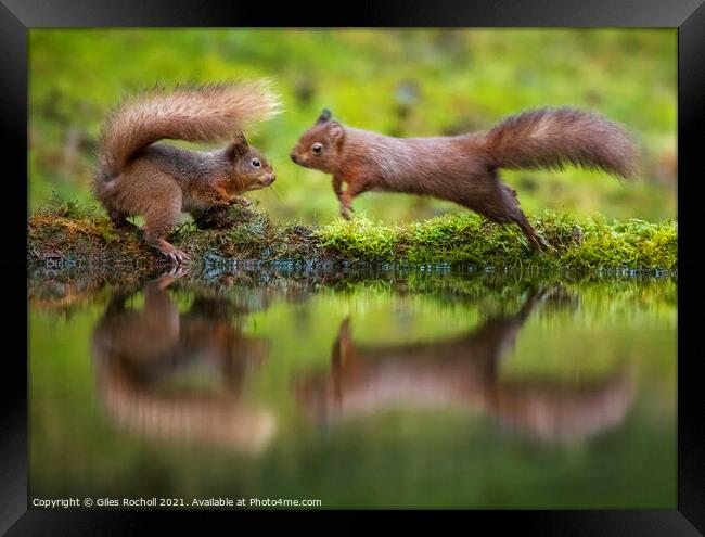 Red squirrels playing Yorkshire Framed Print by Giles Rocholl