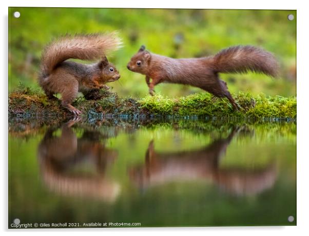 Red squirrels playing Yorkshire Acrylic by Giles Rocholl
