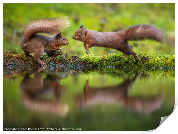 Red squirrels playing Yorkshire Print by Giles Rocholl