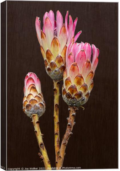 3 Protea flowers Canvas Print by Joy Walker