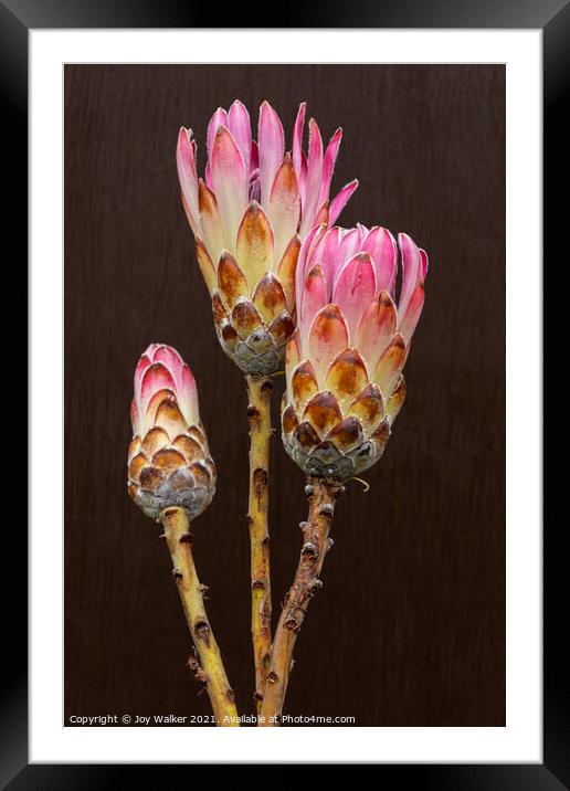 3 Protea flowers Framed Mounted Print by Joy Walker