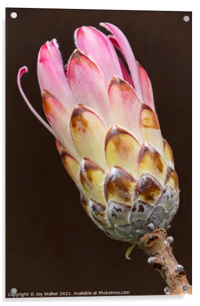 A single Protea flower Acrylic by Joy Walker