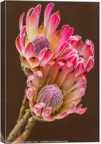 3 Protea flowers Canvas Print by Joy Walker