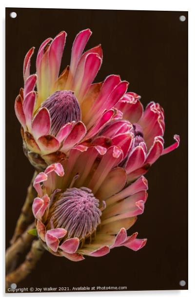 Three Protea flowers Acrylic by Joy Walker