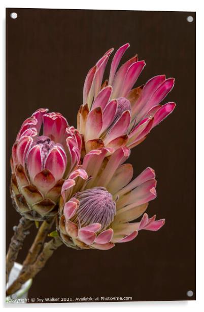 3 Protea flowers Acrylic by Joy Walker