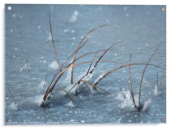 Frozen lake and grass Acrylic by Giles Rocholl