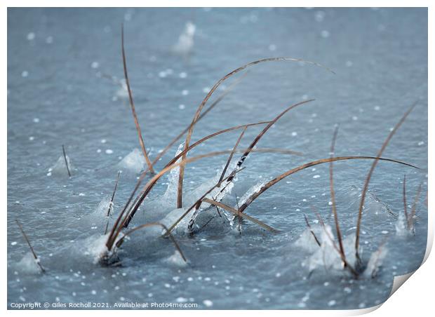 Frozen lake and grass Print by Giles Rocholl