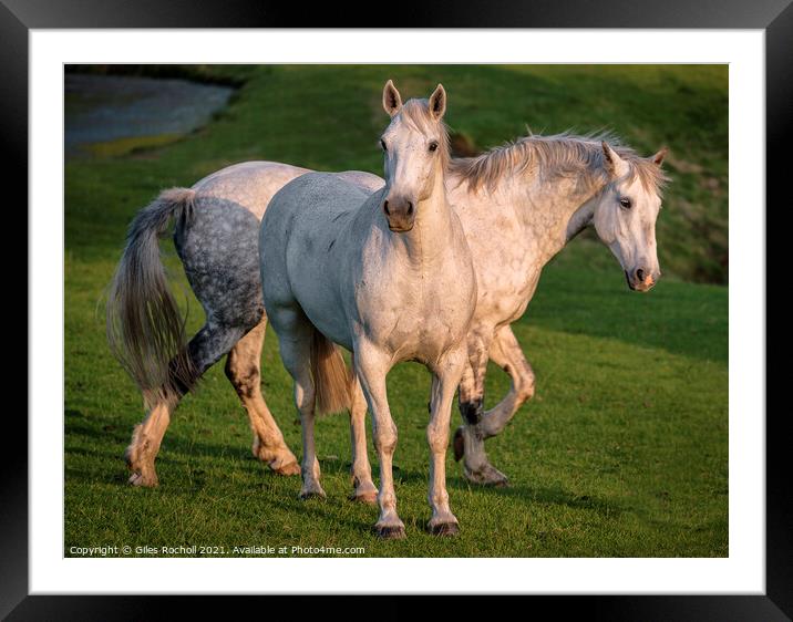 White Horses Yorkshire Framed Mounted Print by Giles Rocholl