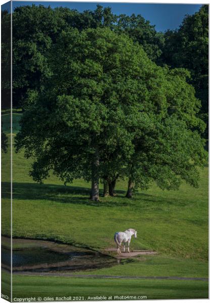 White horse Yorkshire Canvas Print by Giles Rocholl