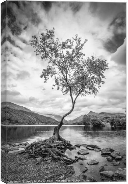 The Lone Tree in Black And White Canvas Print by Andy McGarry