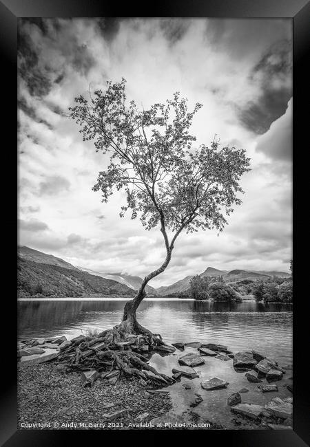 The Lone Tree in Black And White Framed Print by Andy McGarry