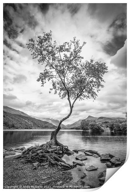 The Lone Tree in Black And White Print by Andy McGarry