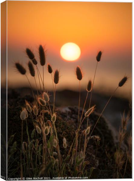 Silhouette grass sunset Menorca Canvas Print by Giles Rocholl