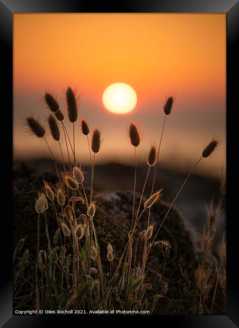 Silhouette grass sunset Menorca Framed Print by Giles Rocholl