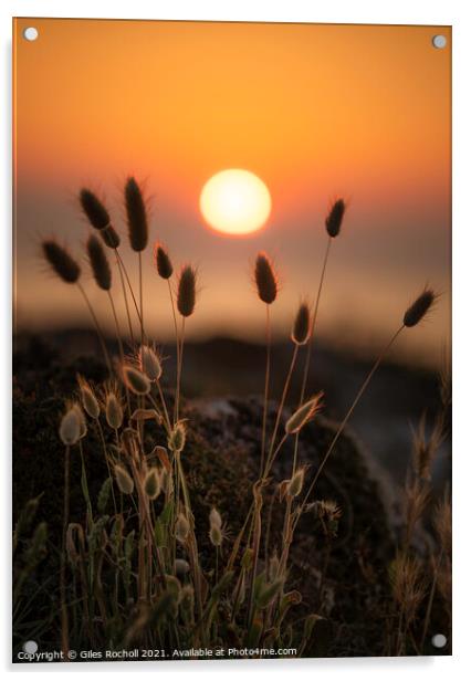 Silhouette grass sunset Menorca Acrylic by Giles Rocholl