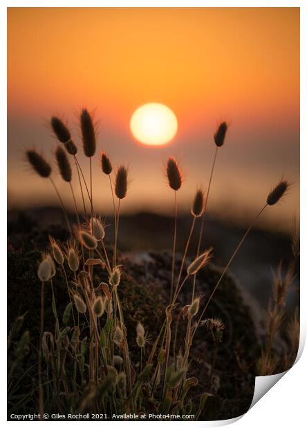 Silhouette grass sunset Menorca Print by Giles Rocholl