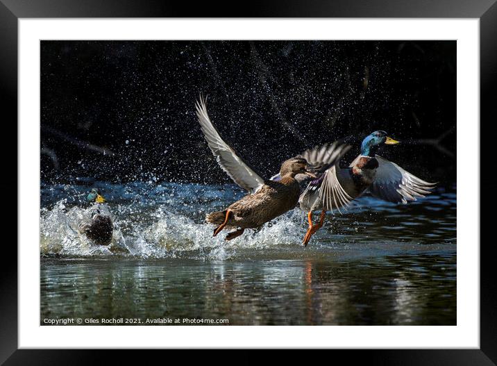 Ducks in flight Framed Mounted Print by Giles Rocholl