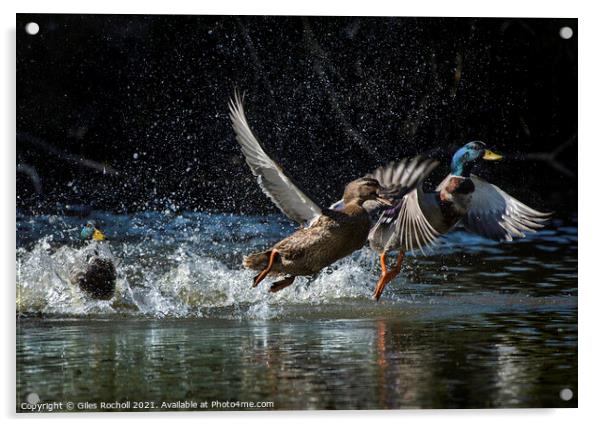 Ducks in flight Acrylic by Giles Rocholl