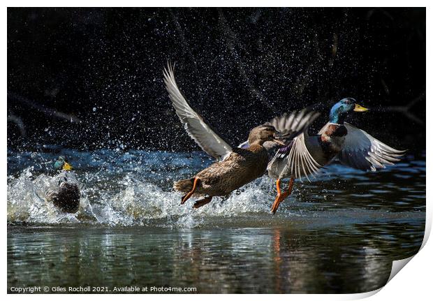 Ducks in flight Print by Giles Rocholl