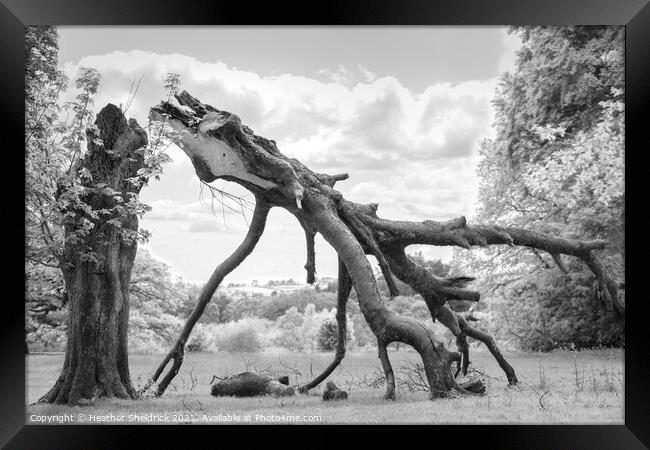 Dragon Tree Framed Print by Heather Sheldrick