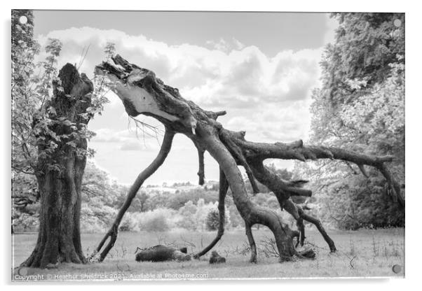 Dragon Tree Acrylic by Heather Sheldrick