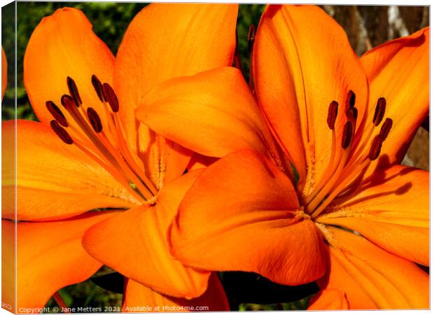 Two Orange Lilies Canvas Print by Jane Metters