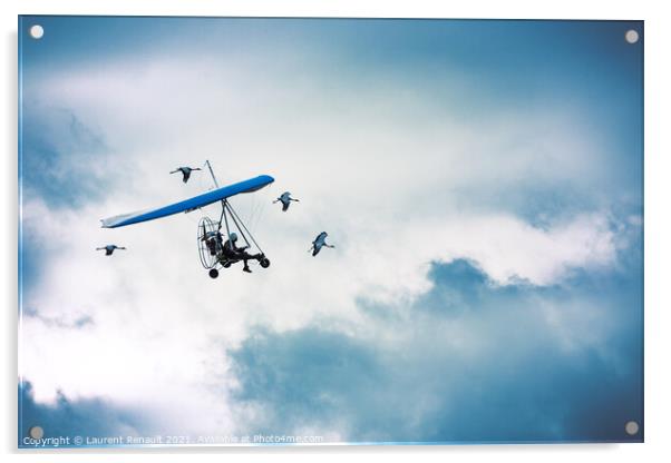 Microlight flying among the cranes Acrylic by Laurent Renault