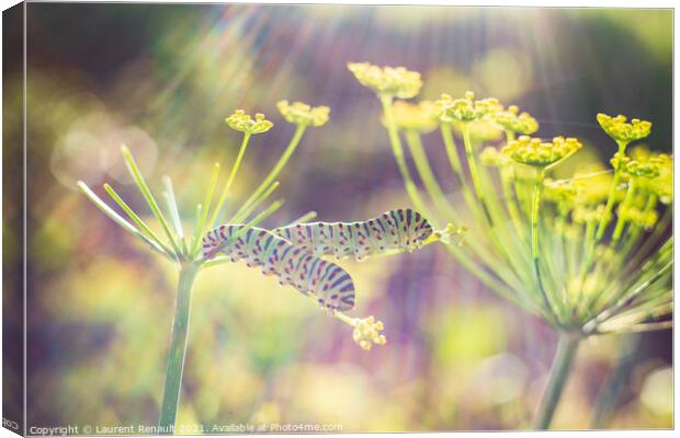 Swallowtail caterpillars on fennel Canvas Print by Laurent Renault