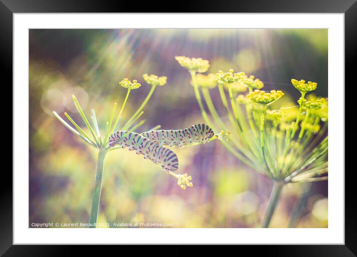 Swallowtail caterpillars on fennel Framed Mounted Print by Laurent Renault