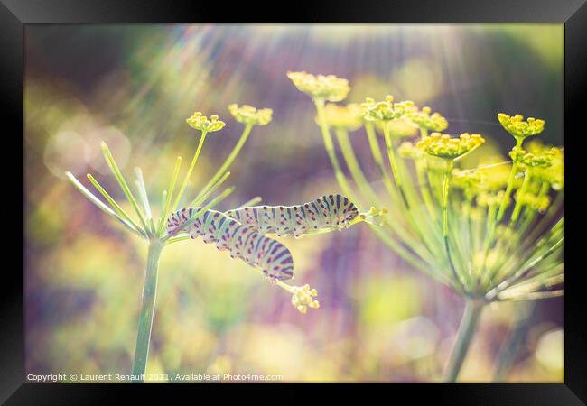 Swallowtail caterpillars on fennel Framed Print by Laurent Renault