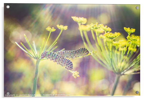 Swallowtail caterpillars on fennel Acrylic by Laurent Renault